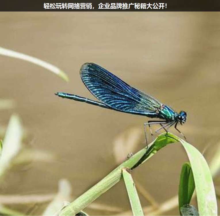 輕松玩轉(zhuǎn)網(wǎng)絡(luò)營(yíng)銷,企業(yè)品牌推廣秘籍大公開!